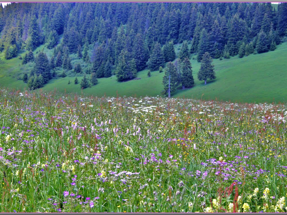 FLEURS DES ALPES