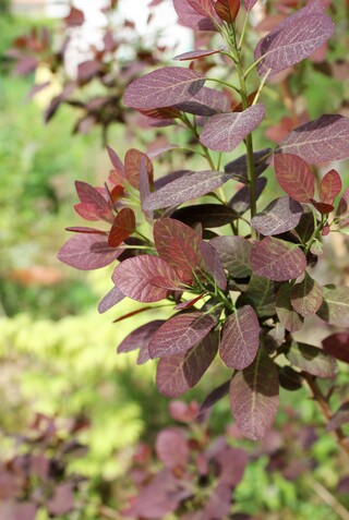 cotinus coggygria "Royal purple"