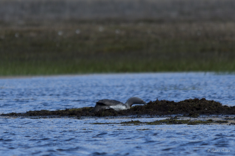 Le monstre du Loch Ness... version arctique