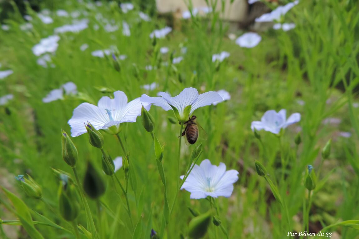 bébètes sur fleur de lin 