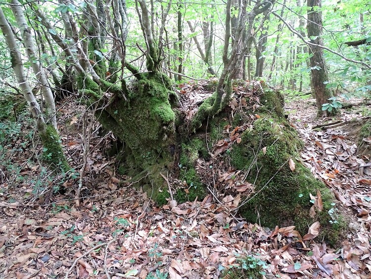 Les alignements de Cernevec - Forêt de Camors - La forêt