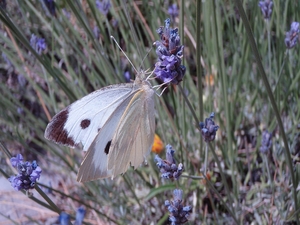 Répertoire de toutes les espèces de papillons que j'ai déjà photographiées