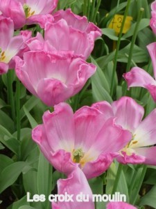 Tulipes (7)