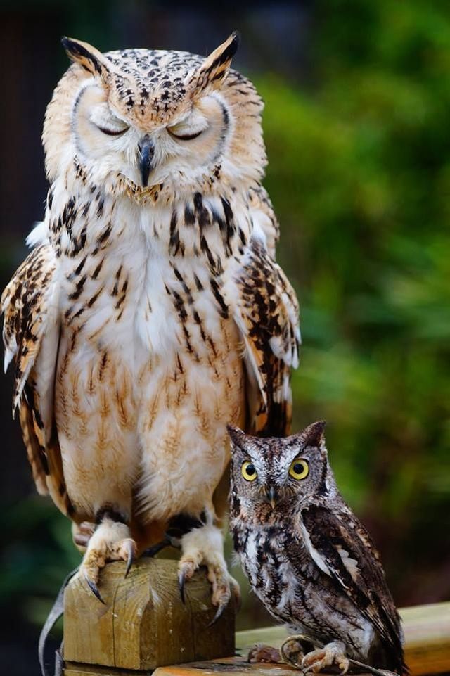 Les 100 photos de hiboux les plus belles de tous les temps | Fotos de  buhos, Buhos animales, Aves de compañía