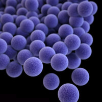 2. Staphylococcus epidermidis - TPE Huile Essentielle de Lavande