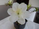 Identification par les fleurs !