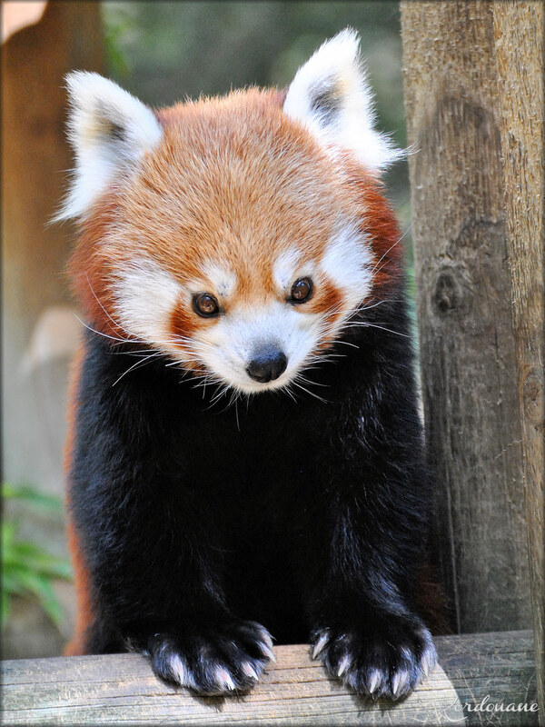 Photos des Pandas Roux du Zoo de la Palmyre