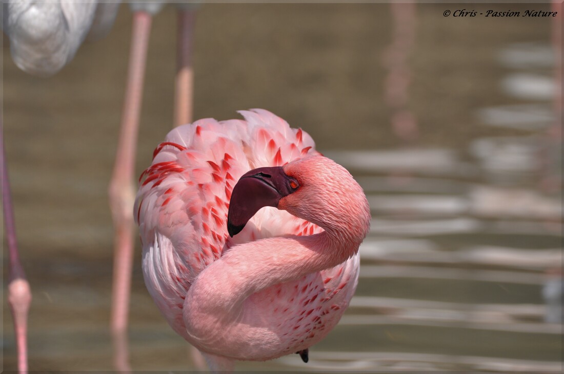 Flamant nain