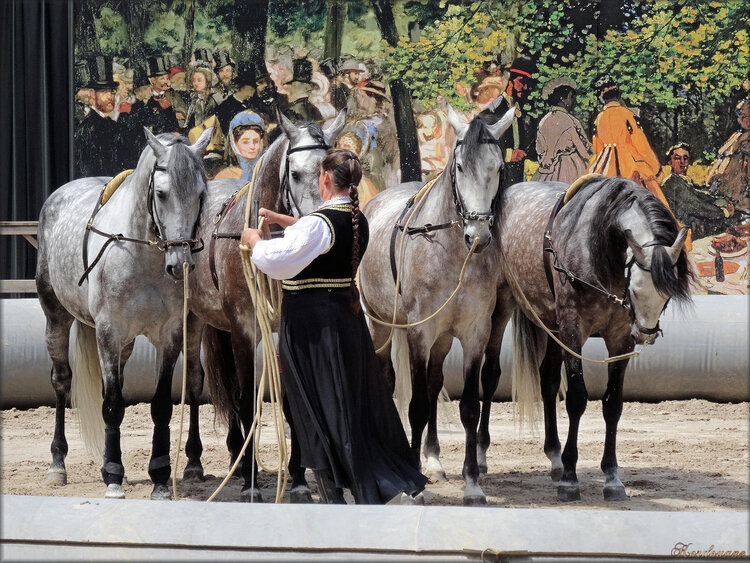 Photos spectacle équestre au Haras de Vendée