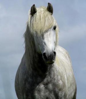 les chevaux camarguais