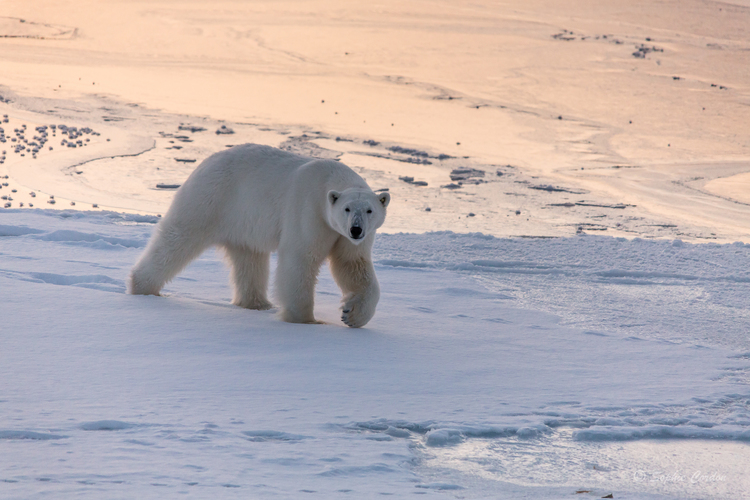 Photo Bear #2... nouvelle tentative