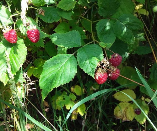 Visite au potager, un mois plus tard