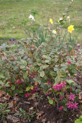 loropetalum chinensis ' Blush '