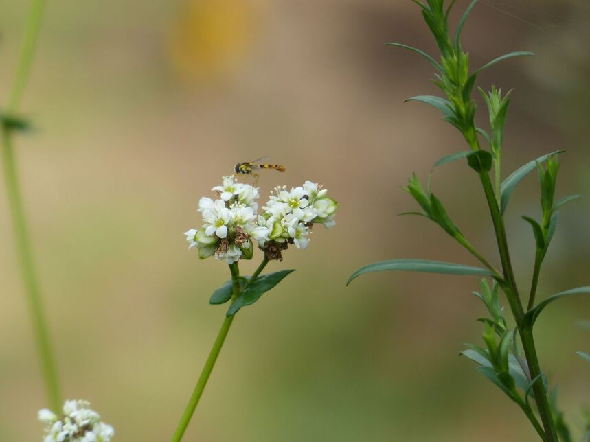 Bzzzz!