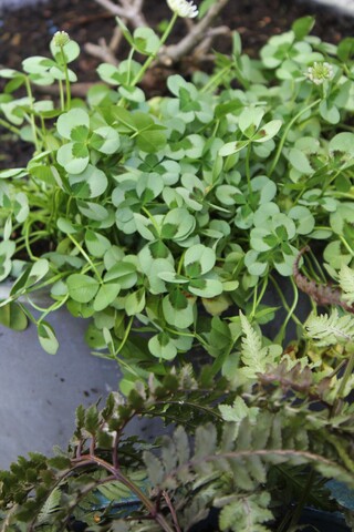trifolium  hybride 'Limerick Leonore'