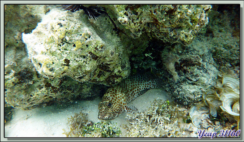 Aquarium : Plongée en apnée dans le lagon (2m50 d'eau maximum à marée haute) - Moorea - Polynésie française