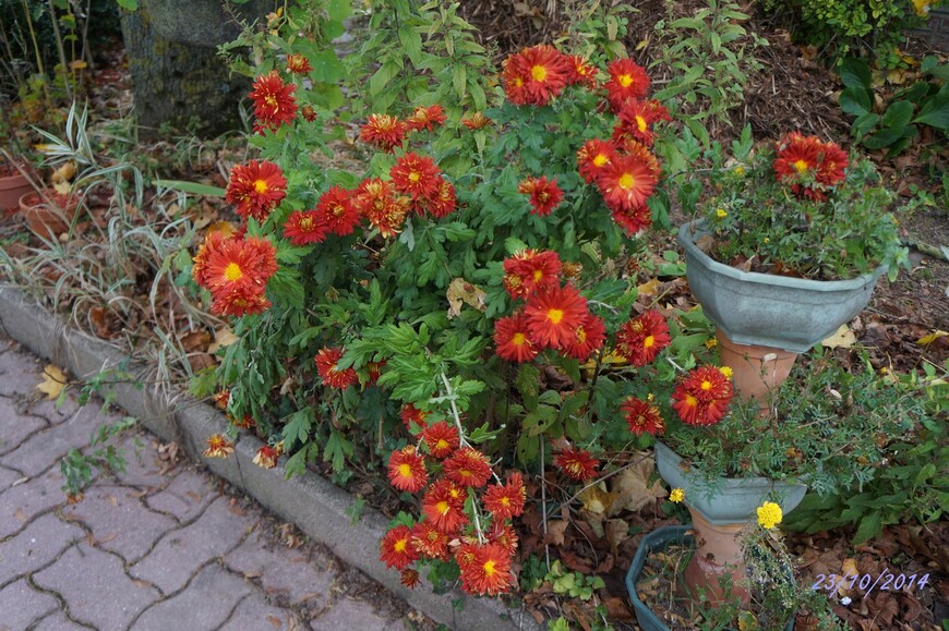 Marguerite en automne