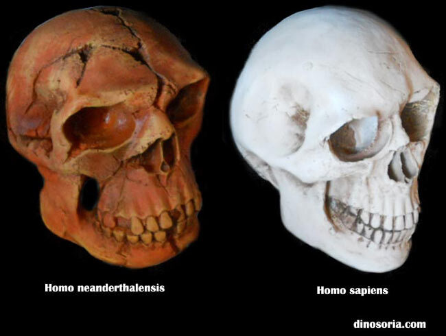 Homo sapiens. Homo neanderthalensis