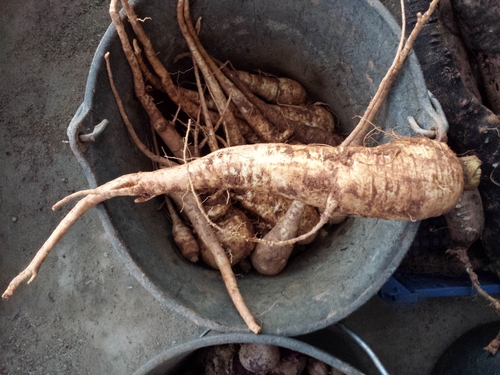 Les légumes racines:nos réserves hivernales!