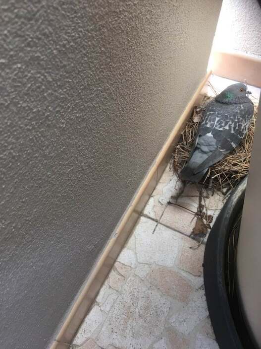 Je suis confiné !! Un pigeon sur le balcon de mon frère au 5è et dernier étage à Fréjus