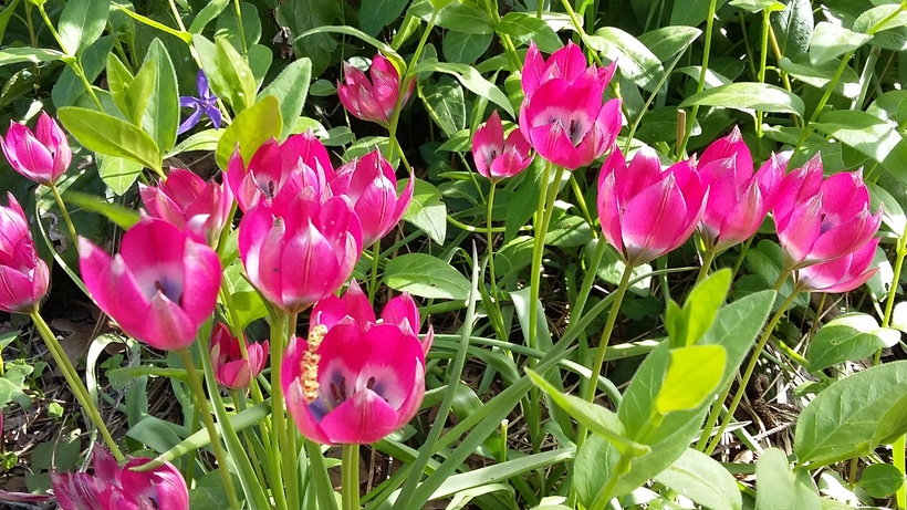parc floral - tulipes sauvages 