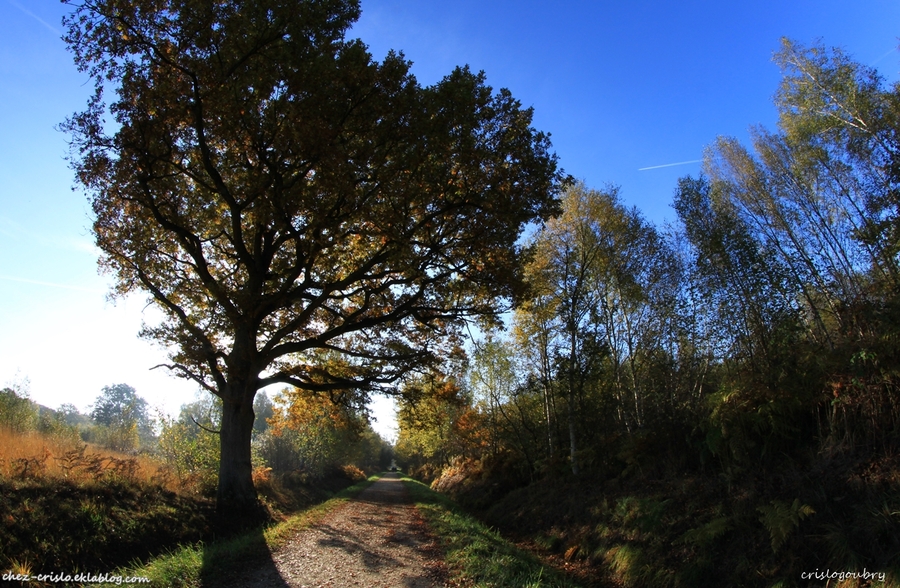 Un peu d'automne