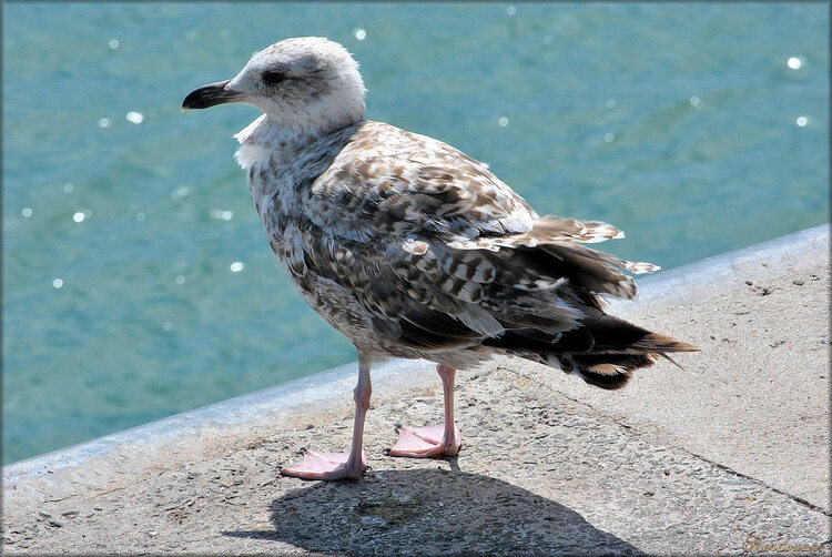 Mouettes et Goélands au port de l'Herbaudière (Noirmoutier)