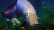 Arapaima d'amazonie : taille, description, biotope ...