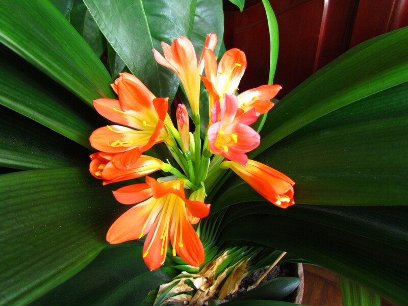 LE CLIVIA .