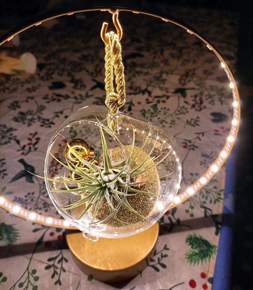 Boule lumineuse avec tillandsia...