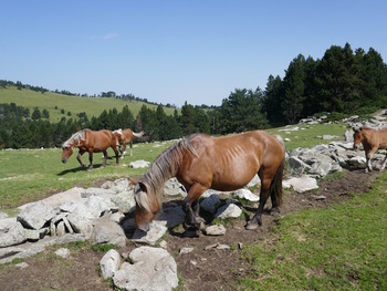 Chevaux au bord de l'enclos