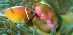 Poissons Clowns - Amphiprion perideraion - Cliquer pour agrandir