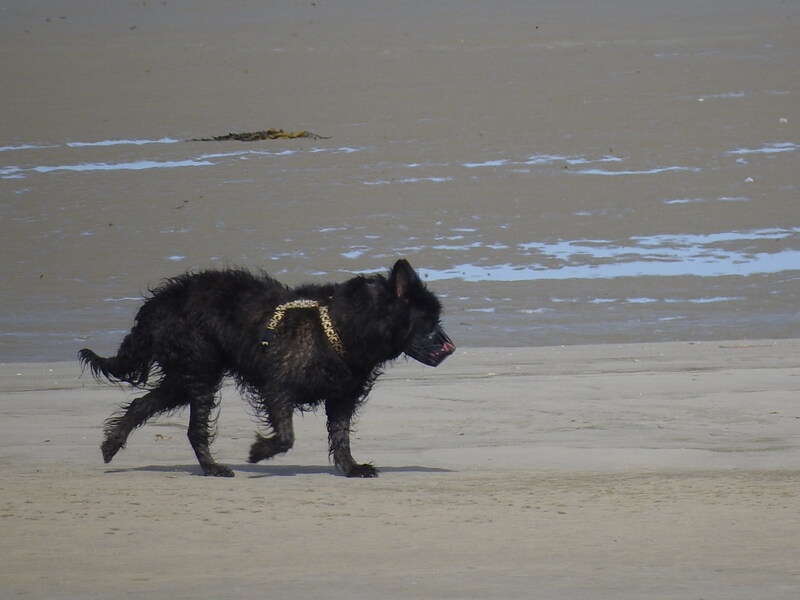 chiens des glaces