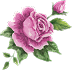 Saint Valentin rose/mauve