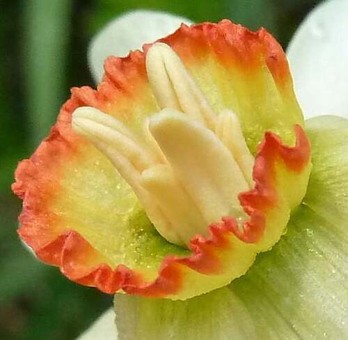 Vertus médicinales des plantes sauvages : Narcisse des prés