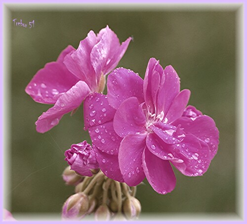 Fleurs et perles de pluie.....