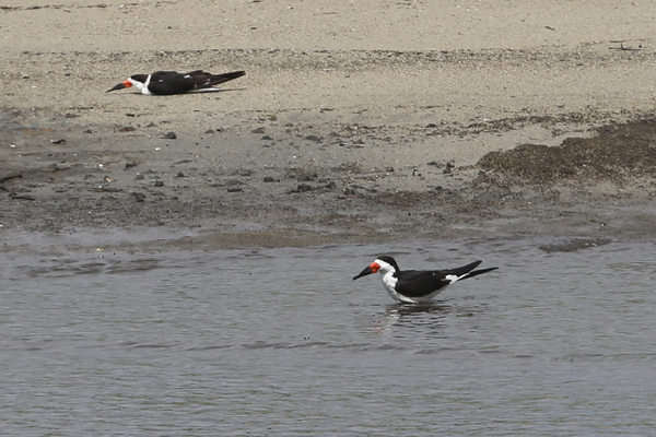 Golden shore marine reserve