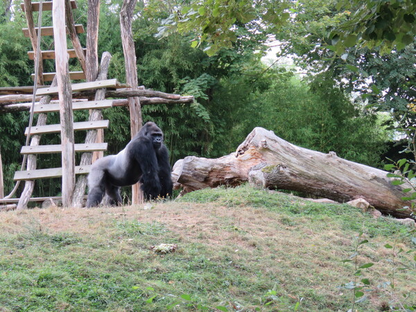 Zoo de Beauval (12).