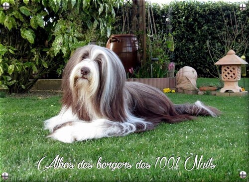 ♥ Athos fête ses 12 ans ♥