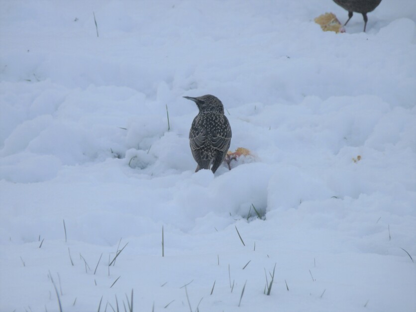 Les animaux et la neige