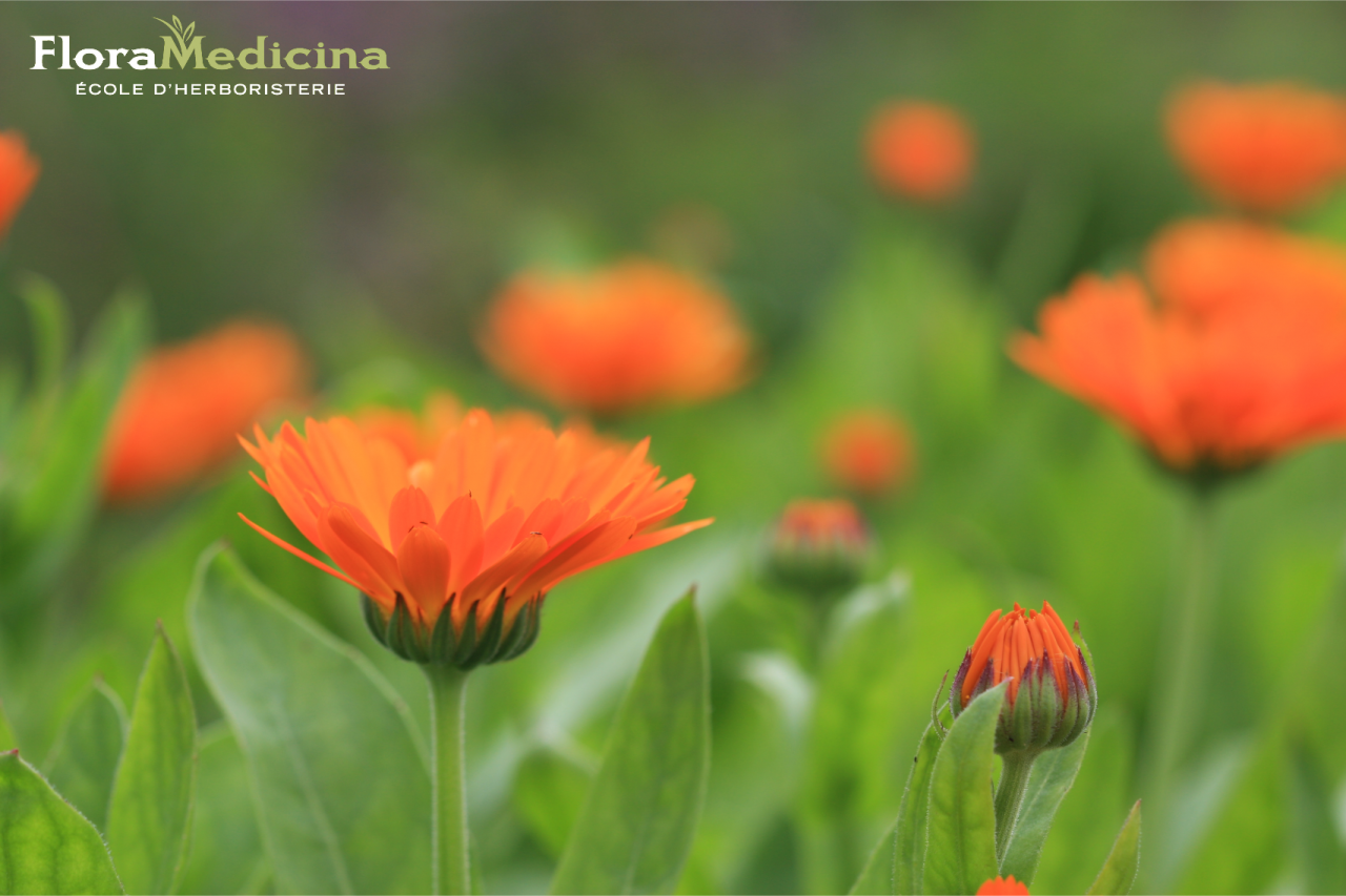 Fleurs de calendule - Calendula officinalis | FloraMedicina, école d'herboristerie