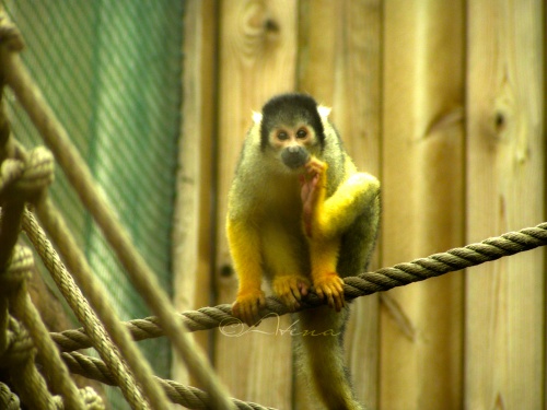 Balade au Zoo