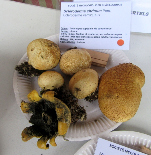 Voici la plupart des espèces de champignons, récoltées lors du séjour de la Société Mycologique du Châtillonnais dans le Morvan