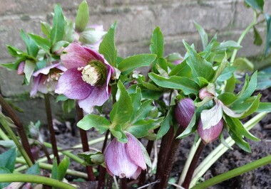 Février  au jardin: Hellébores, perce-neige et compagnie...