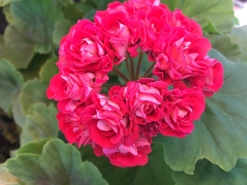 Géranium à fleurs de rose