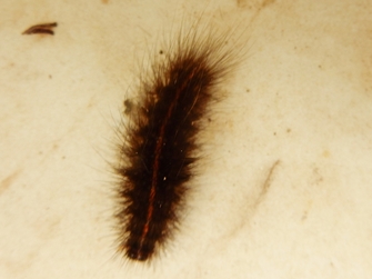 Insecta - Lépidoptère - Arctiidae - Spilosoma Lubricipeda - L'Ecaille Tigrée