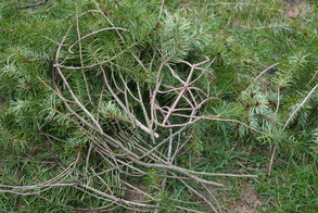 Réaliser une couronne sans structure