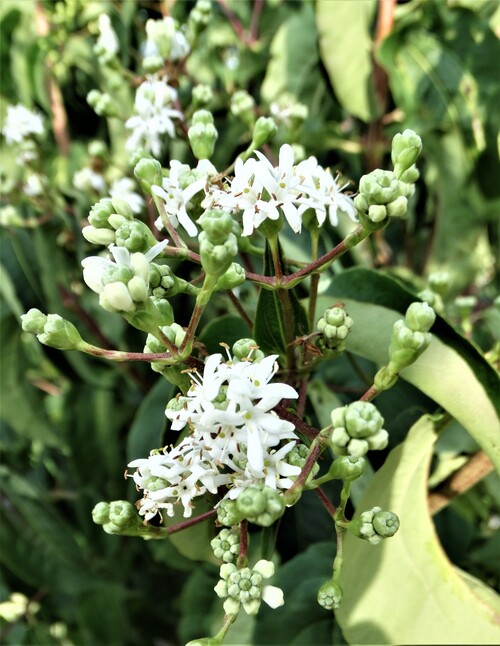 Heptacodium miconioides: une belle découverte!