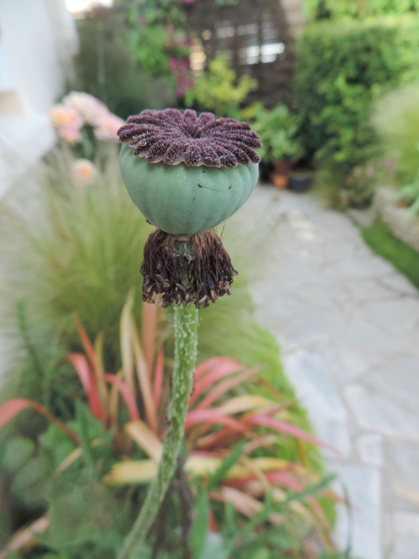 Fleurs de Mai et début juin, au jardin