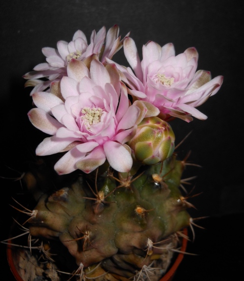 Mes amis gymnocalycium